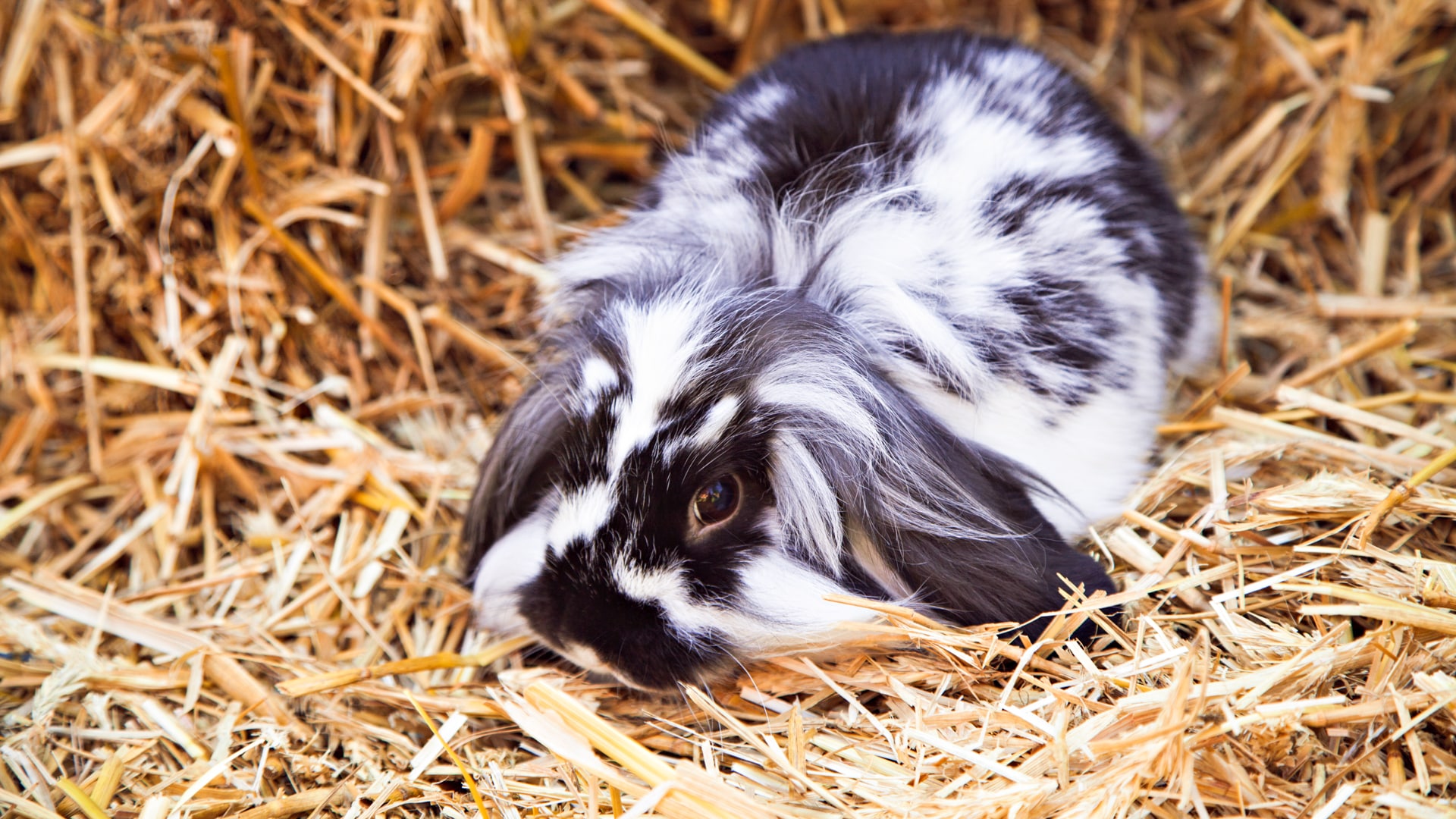 Straw Bedding For Rabbits The Key Facts Blue Mountain Hay