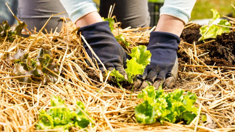 gardener planting lettuce seedlings in best straw mulch for vegetable garden