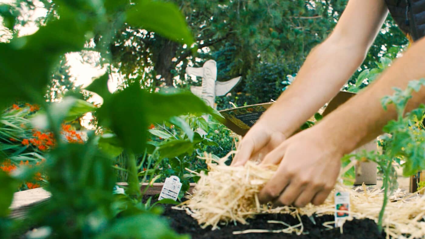 Straw Garden Mulch The Ultimate Guide Blue Mountain Hay