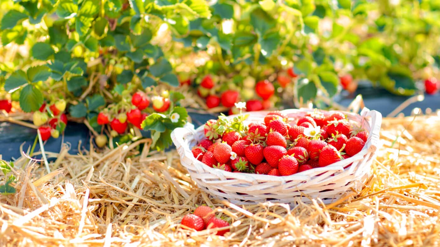 strawberries by straw garden mulch for sale