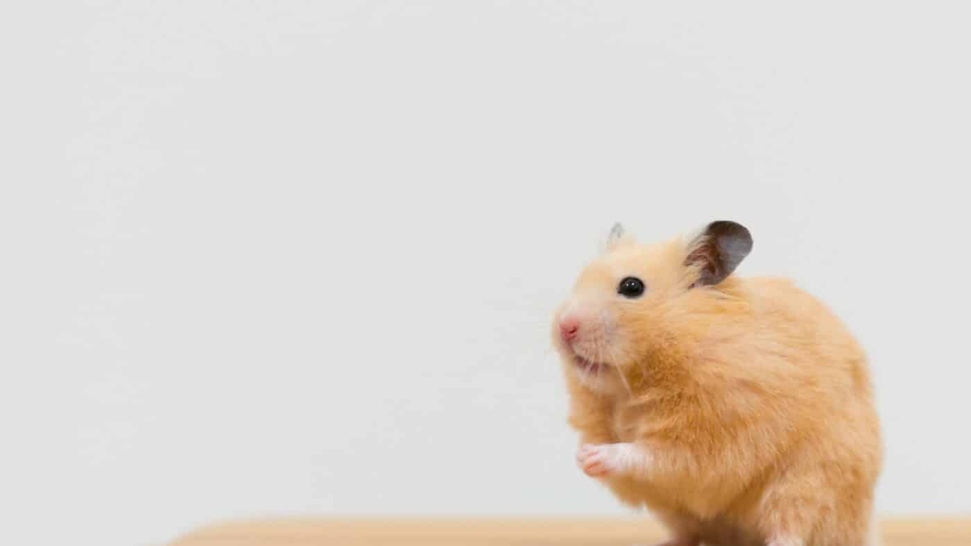 timothy hay for hamsters