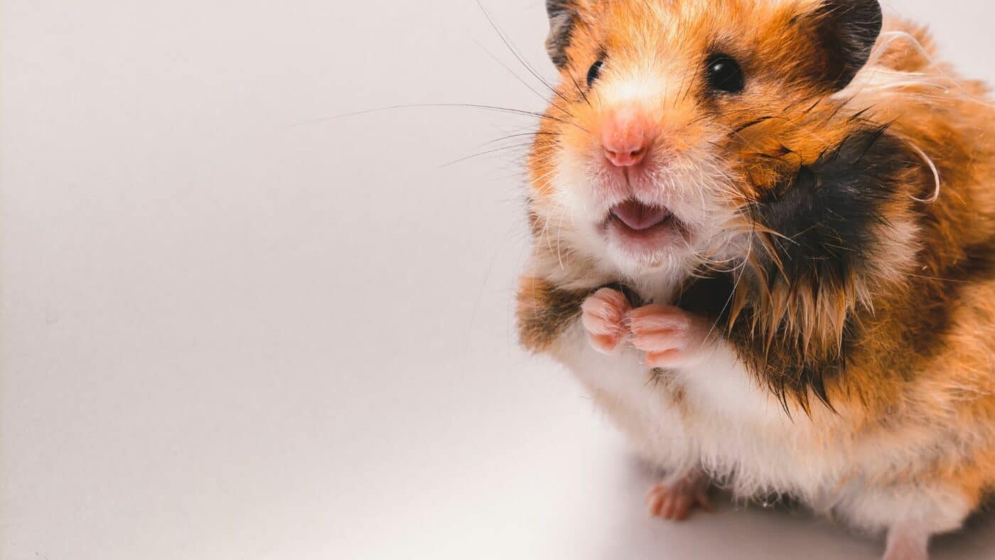 a hamster considering eating timothy hay