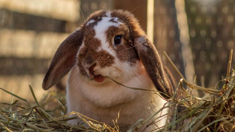 rabbit with alfalfa hay for rabbits