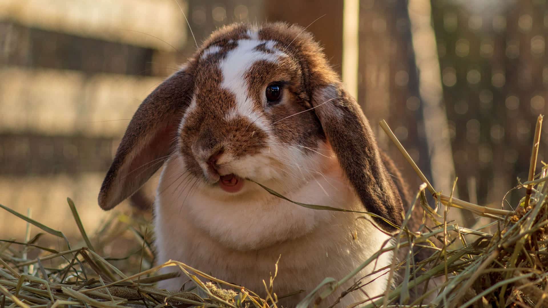 Timothy Grass Hay For Rabbits