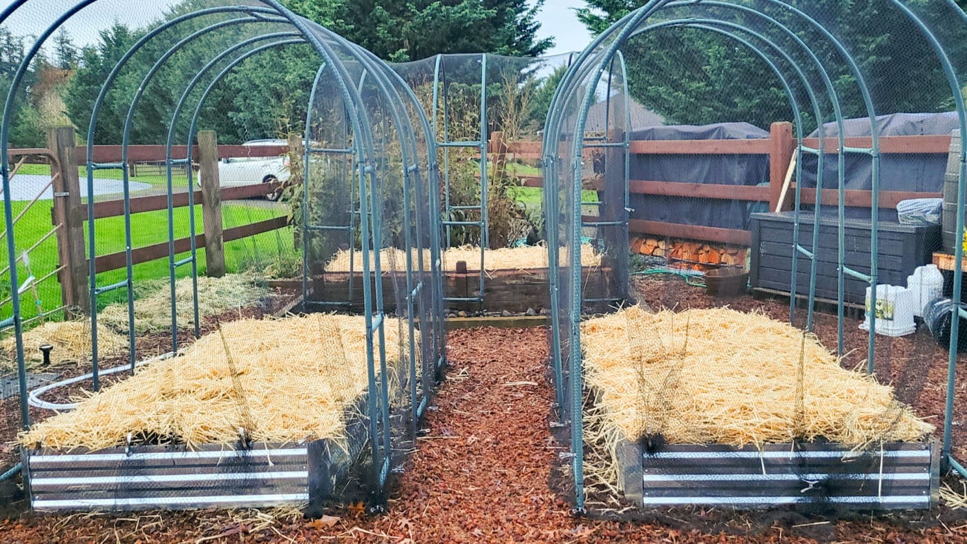 two winter beds of organic garden straw mulch for sale