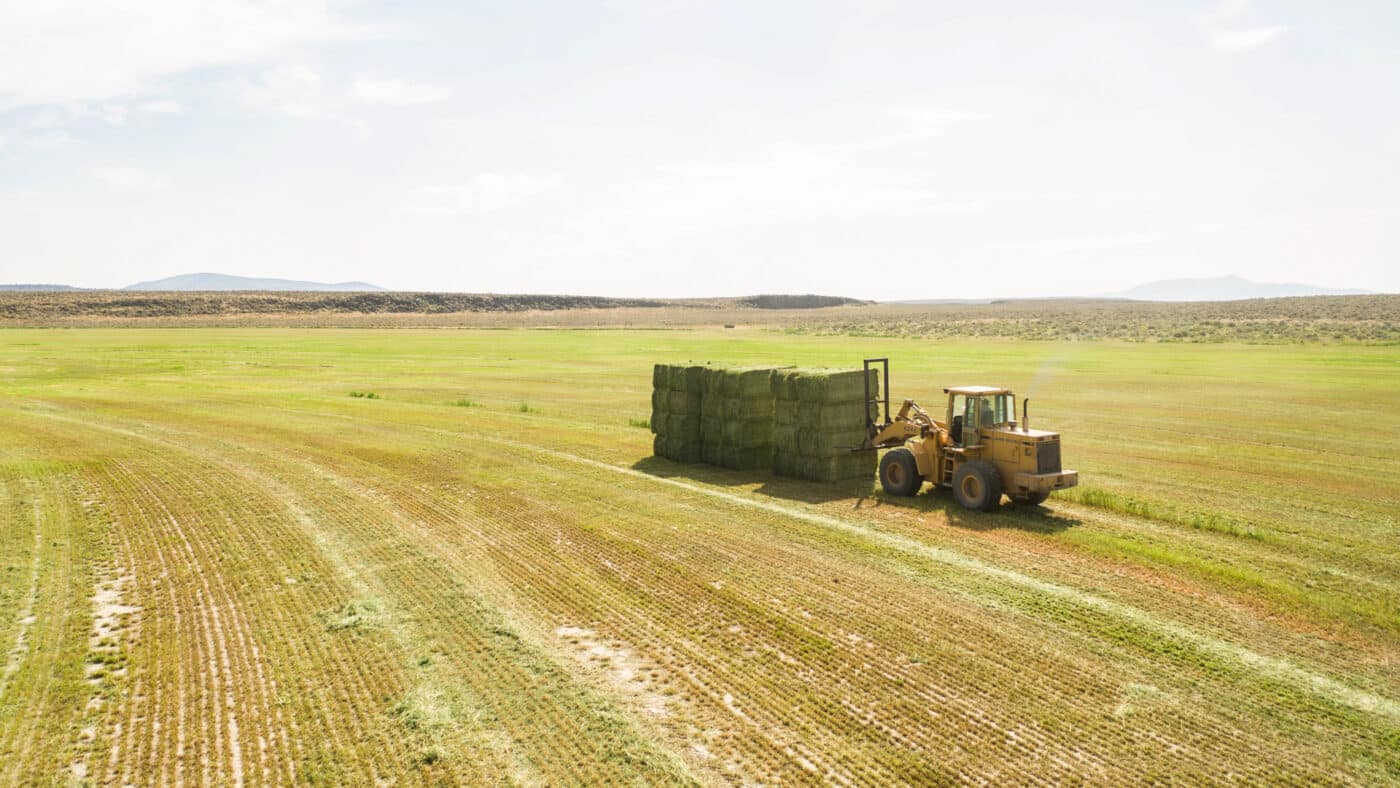a field of hay